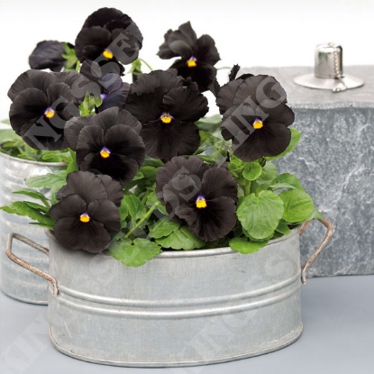 Picture of Pansy - Atlas Black F1
